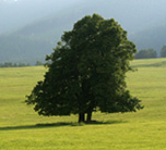 prvek